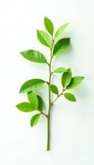 Single branch on white background with small leaves, foliage, nature, branch