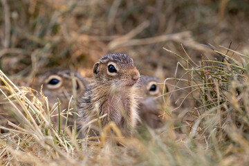 babt gophers