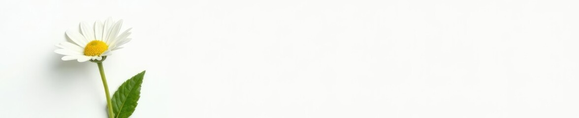 Single daisy on white background with stem and leaves, greenery, daisy, cheerful