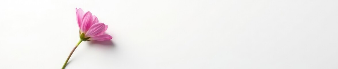 Fototapeta premium Single flower against a stark white background with shadows, dark, light