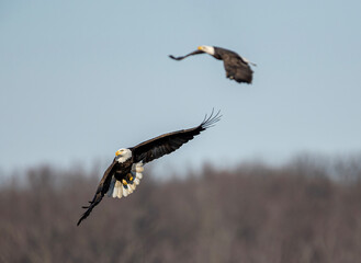 eagles in flight