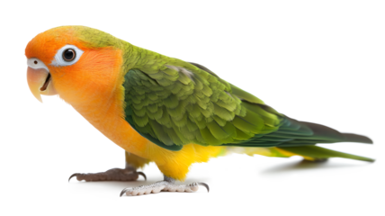 A green and yellow parrot is standing on a white background. The bird has a bright orange beak and is looking at the camera