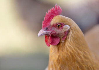 close up of a chicken