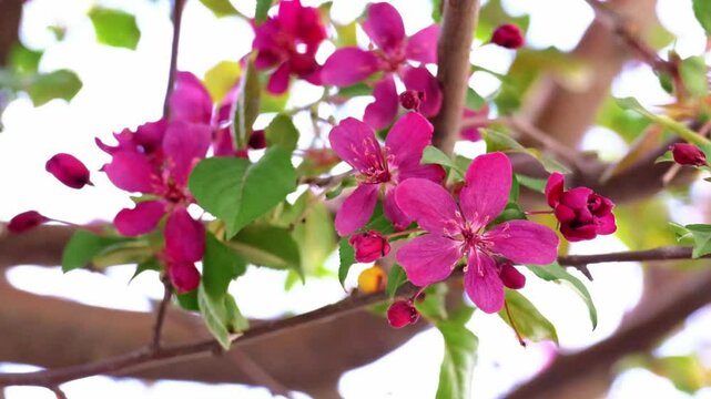 Dark red crabapple blossoms, deep red foliage on Malus Royalty tree branches on the wind