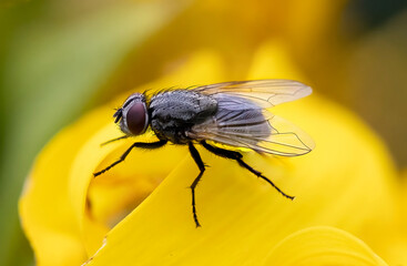 fly on yellow flower