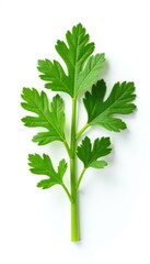 Sprig of parsley isolated on white background, plant, garden