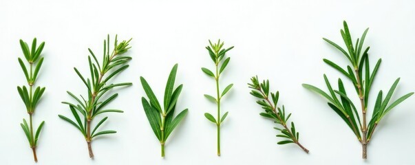 Sprigs of rosemary and thyme in a minimalist composition on white, greenery, thyme, nature