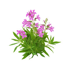 Vibrant Pink Fireweed Flowers in Full Bloom - Isolated on Black