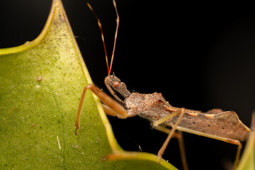 Punaise Nagusta goedelii sur une feuille dans son environnement naturel