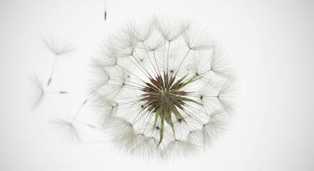 A delicate dandelion seed head releasing its wishes on a gentle breeze against a soft white backdrop
