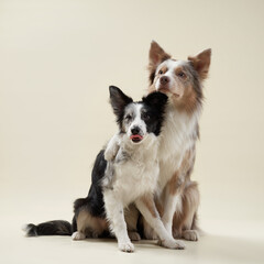 Two border collies sit on a beige background, one looking straight at the camera while the other...
