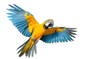 Fototapeta premium blue and yellow macaw