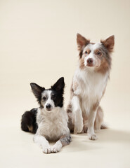 Two border collies sit side by side against a beige background, one looking straight at the camera while the other gazes sideways. Their thick fur is well-groomed.