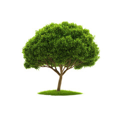 Lush Green Tree Isolated on Transparent background