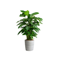 Obraz premium Lush Calathea Ornata Houseplant in a Grey Pot