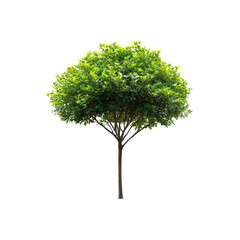 Lush Green Tree Isolated on Transparent background - Perfect for Landscaping and Design Projects