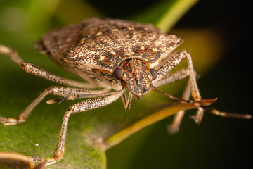 Punaise diabolique (Halyomorpha halys) 