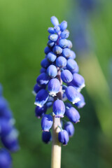 macro photo of blue grape hyacinths with green leaves in garden in the spring