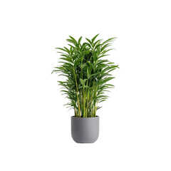 Elegant Rhapis excelsa Palm Plant in Grey Pot - Indoor Houseplant