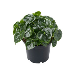Lush Green Peperomia Obtusifolia Houseplant in Black Pot