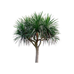 Isolated Dracaena Draco Tree, Canary Island Dragon Tree, against Transparent background