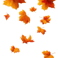 Autumn orange maple leaves falling on a white background, png