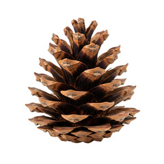 pine cone isolated on a transparent background 