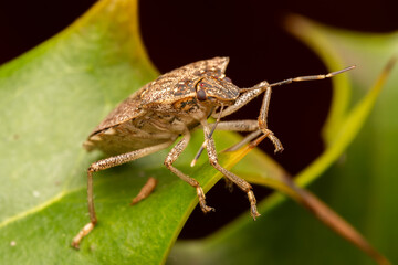 Punaise diabolique (Halyomorpha halys) 