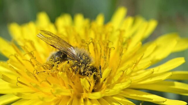 Honey Bee (Apis mellifera) worker feeding and getting covered in the pollen of a dandelion flower. April, Kent, UK [Slow motion x10]