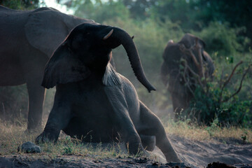 Playful sub adult elephant