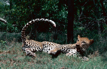 leopard in the grass