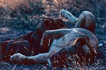 Lioness suckling cubs