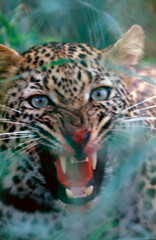 close up portrait of an aggressive leopard