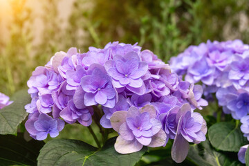 Close-up of a vibrant lavender hydrangea blossom
