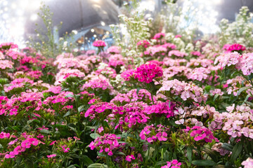 Obraz premium Vibrant Pink and Pink Flowers in a Lush Garden Display
