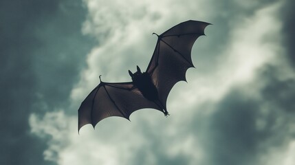 Silhouette of a bat soaring against a dramatic, cloudy sky evokes mystery