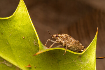 Punaise diabolique (Halyomorpha halys) 