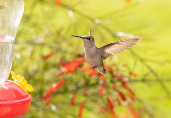 Obraz premium Close-Up Hummingbird in flight