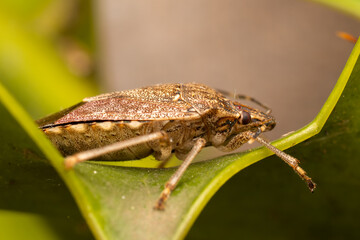 Punaise diabolique (Halyomorpha halys) 