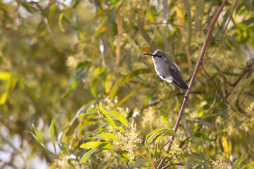Up-Close Hummingbird perched on a tree branch