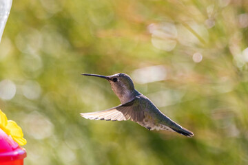 Close-Up Hummingbird in flight