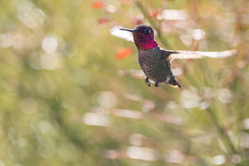 Close-Up Hummingbird in flight