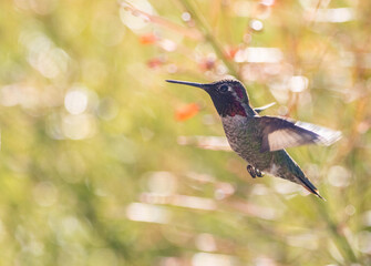 Close-Up Hummingbird in flight