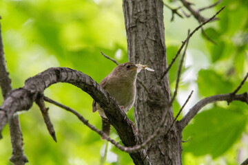 A up-close and colourful shot of a Wren with a four winged insect in it's beak.