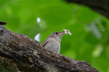 A up-close and colourful shot of a Wren with a four winged insect in it's beak.