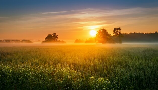 Beautiful sunrise over misty field an early summer morning