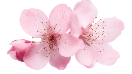 Two pink flowers with white stems. The flowers are in full bloom and are very pretty. The image has a serene and peaceful mood