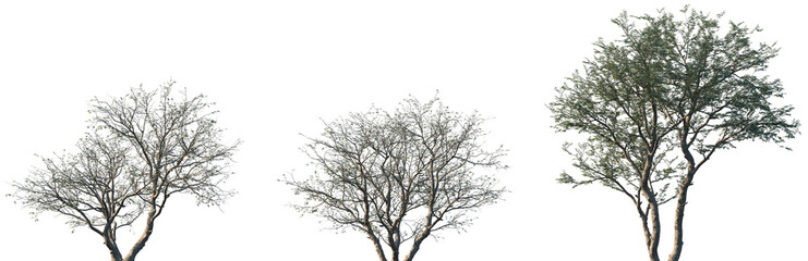 Set of Senegalia mellifera frontal blooming street trees isolated png on a transparent background...