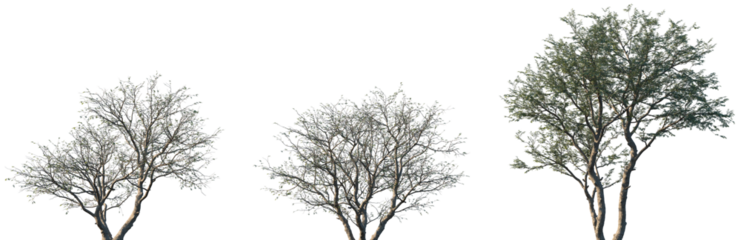 Set of Senegalia mellifera frontal blooming street trees isolated png on a transparent background perfectly cutout