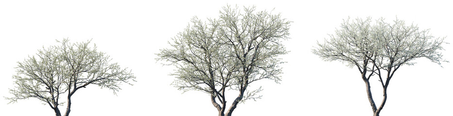 Set of Senegalia mellifera frontal street trees isolated png on a transparent background perfectly cutout